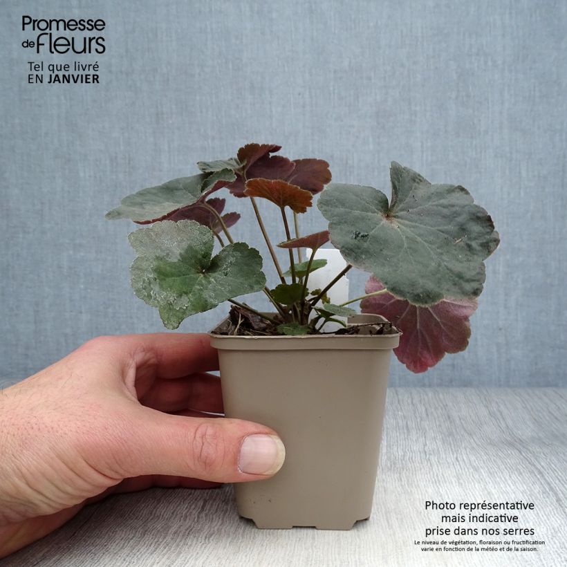 Amostra de Heuchère Dark Magic tal como entregue no inverno