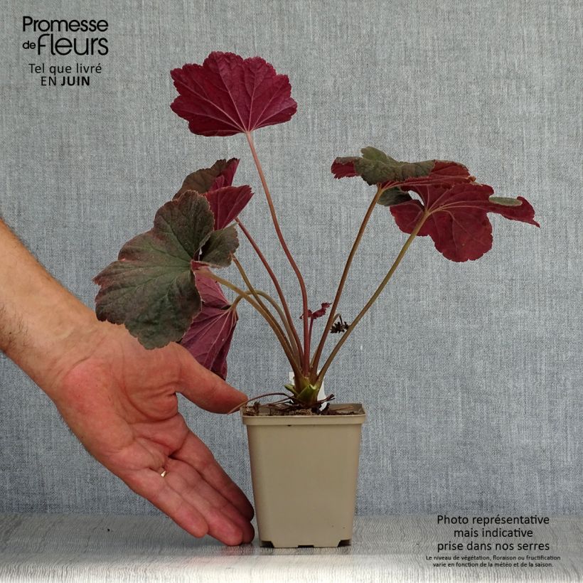 Amostra de Heuchera Dark Magic Vaso de 8/9 cm tal como entregue no verão