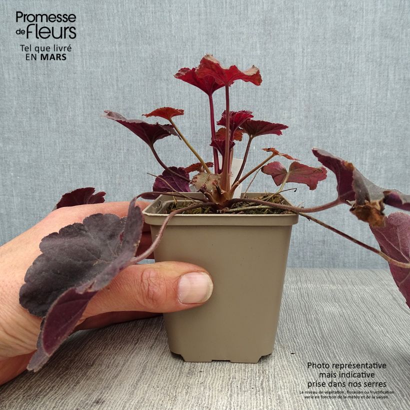Amostra de <em>Heuchera</em> 'Dark Magic' tal como entregue na primavera