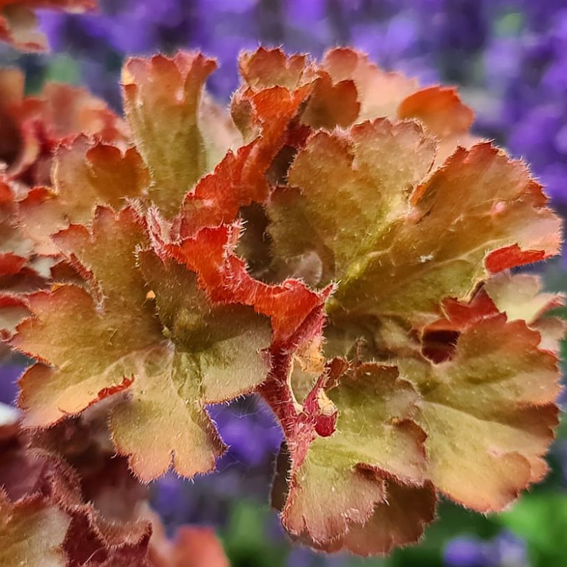 Heuchera Frilly (Folhagem)
