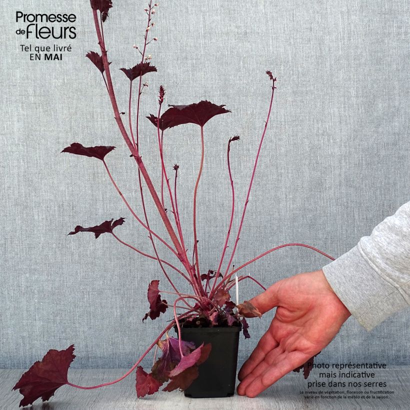 Amostra de Heuchera Frosted Violet Vaso de 8/9 cm tal como entregue na primavera