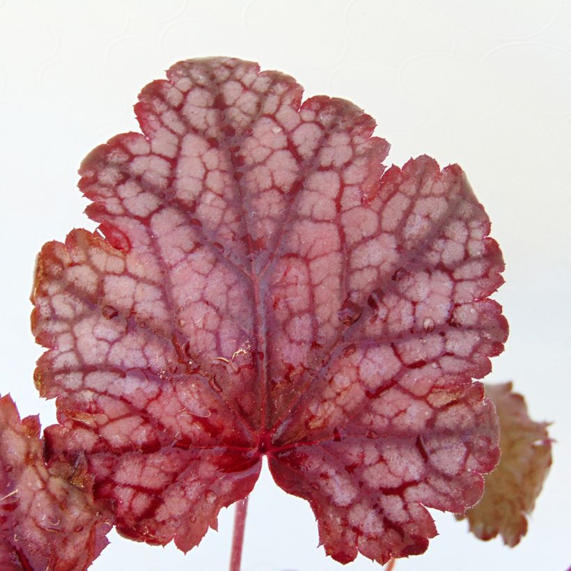 Heuchera Amethyst Myst (Folhagem)