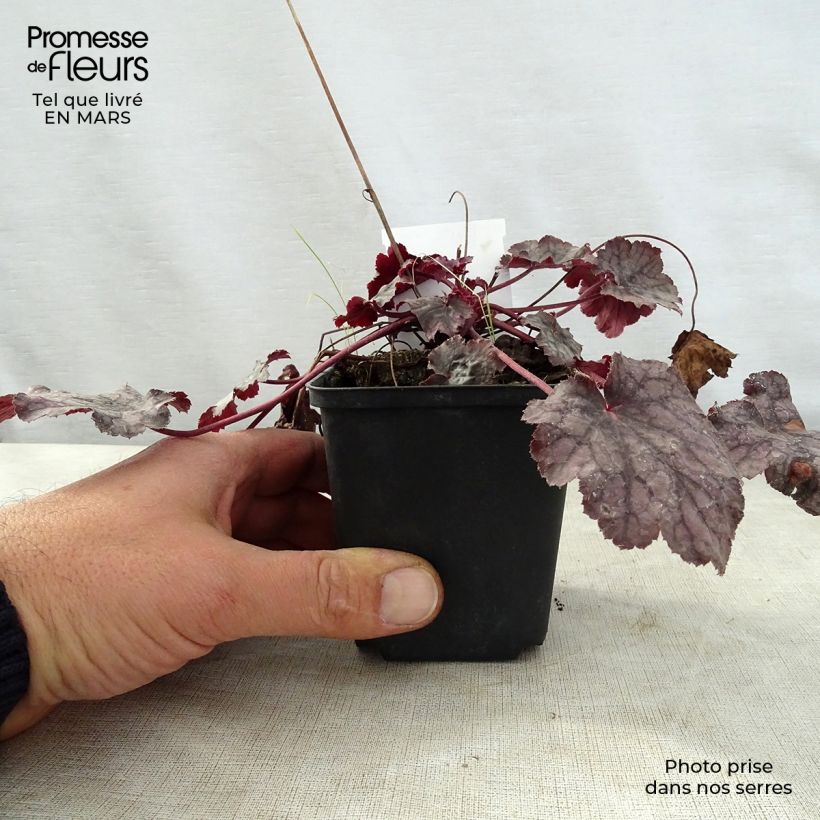 Amostra de Heuchera Amethyst Myst Vaso de 8/9 cm tal como entregue na primavera