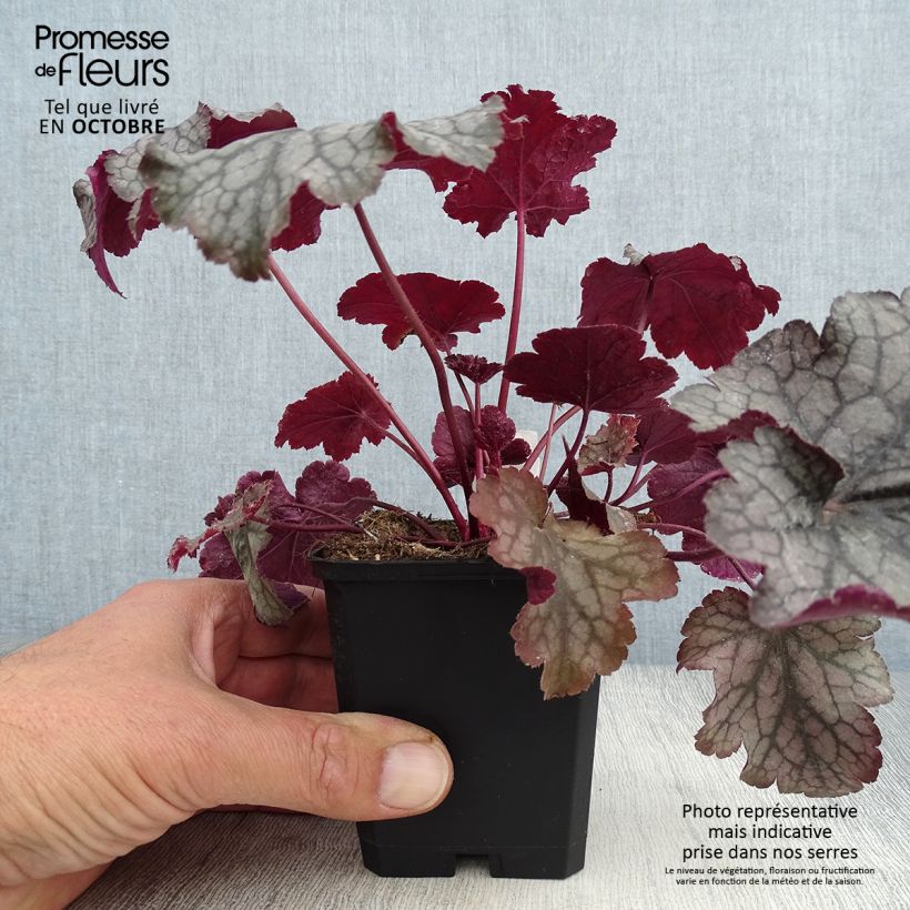 Amostra de Heuchera Amethyst Myst Vaso de 8/9 cm tal como entregue no outono