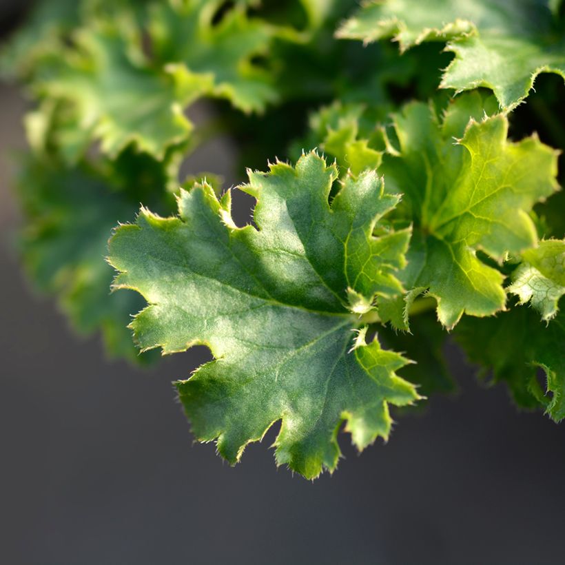 Heuchera Apple Crisp (Folhagem)