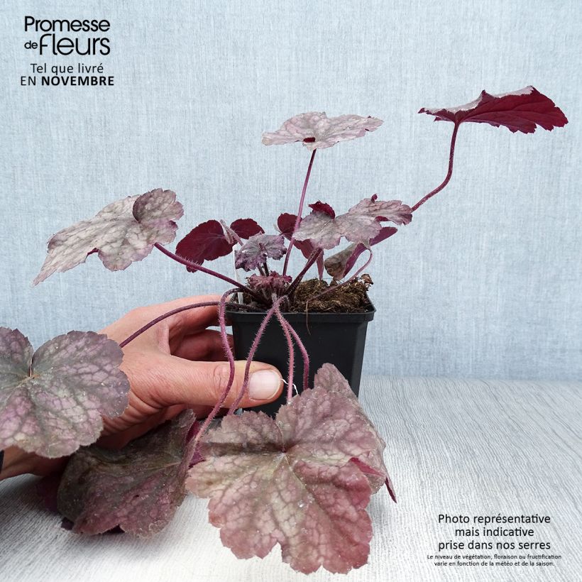Amostra de Heuchera Beaujolais Vaso de 8/9 cm tal como entregue no outono