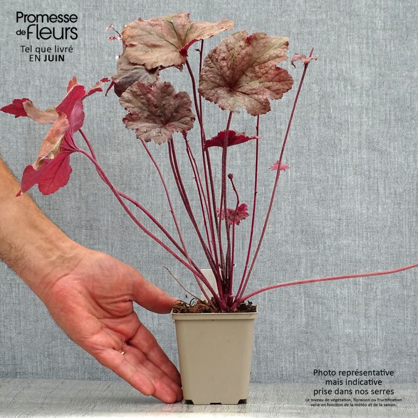 Amostra de Heuchera Beaujolais Vaso de 8/9 cm tal como entregue no verão