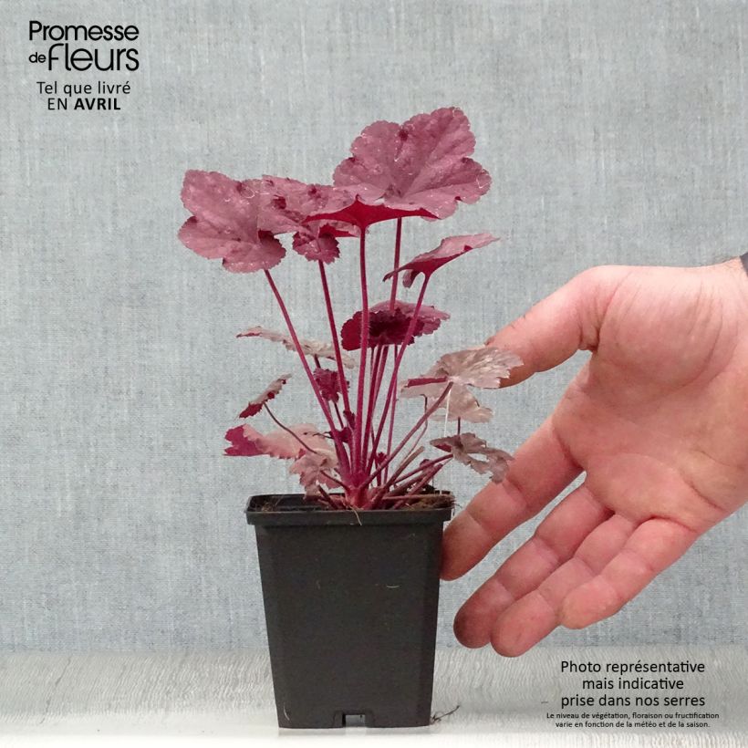 Amostra de Heuchera Beaujolais Vaso de 8/9 cm tal como entregue na primavera