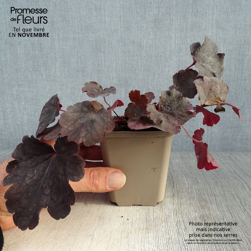 Amostra de Heuchera Bella Notte Vaso de 8/9 cm tal como entregue no outono