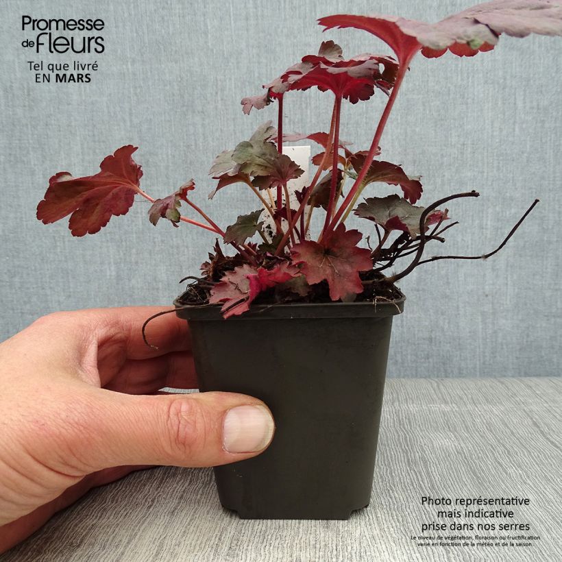 Amostra de Heuchera Bella Notte Vaso de 8/9 cm tal como entregue na primavera