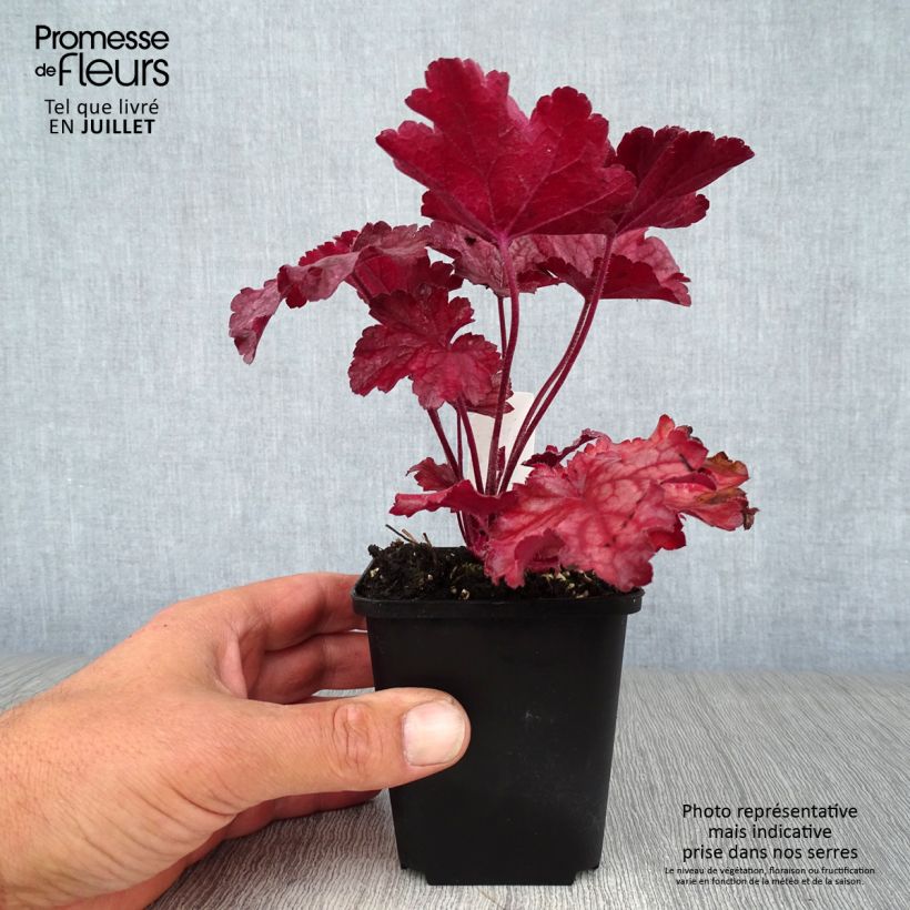 Amostra de Heuchera Berry Smoothie Vaso de 8/9 cm tal como entregue no verão