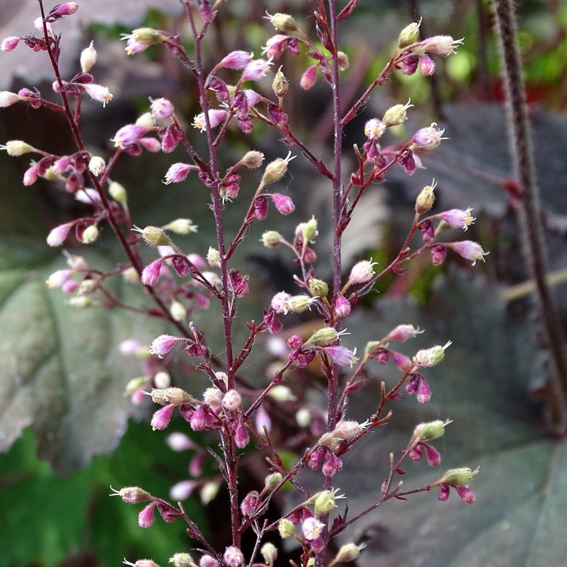 Heuchera Binoche (Floração)