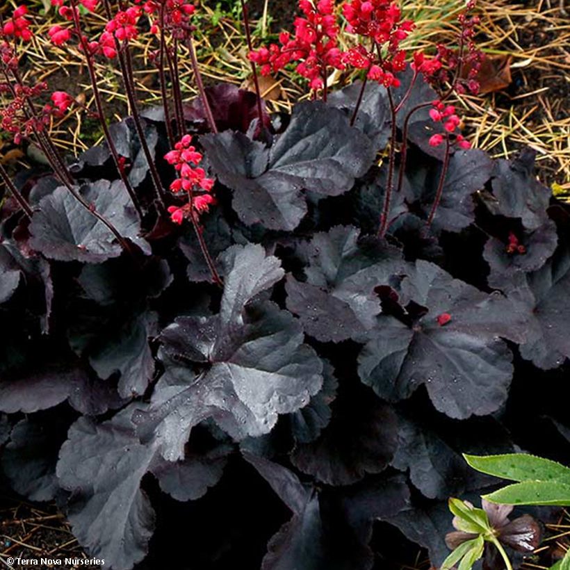 Heuchera Black Forest Cake (Folhagem)