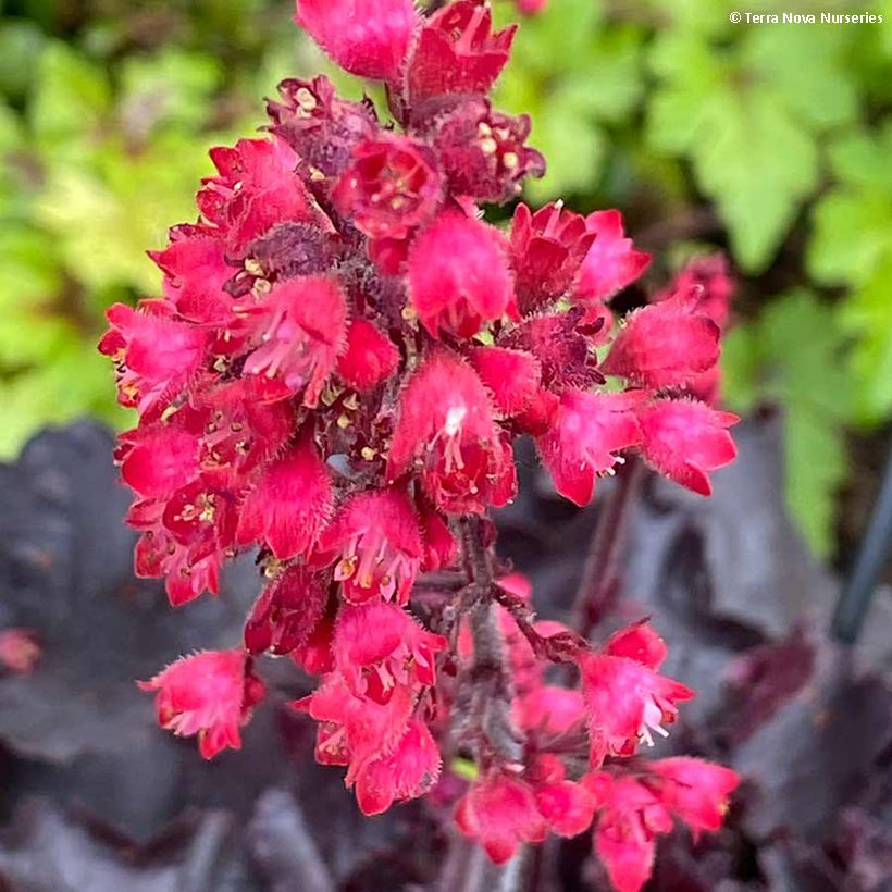Heuchera Black Forest Cake (Floração)