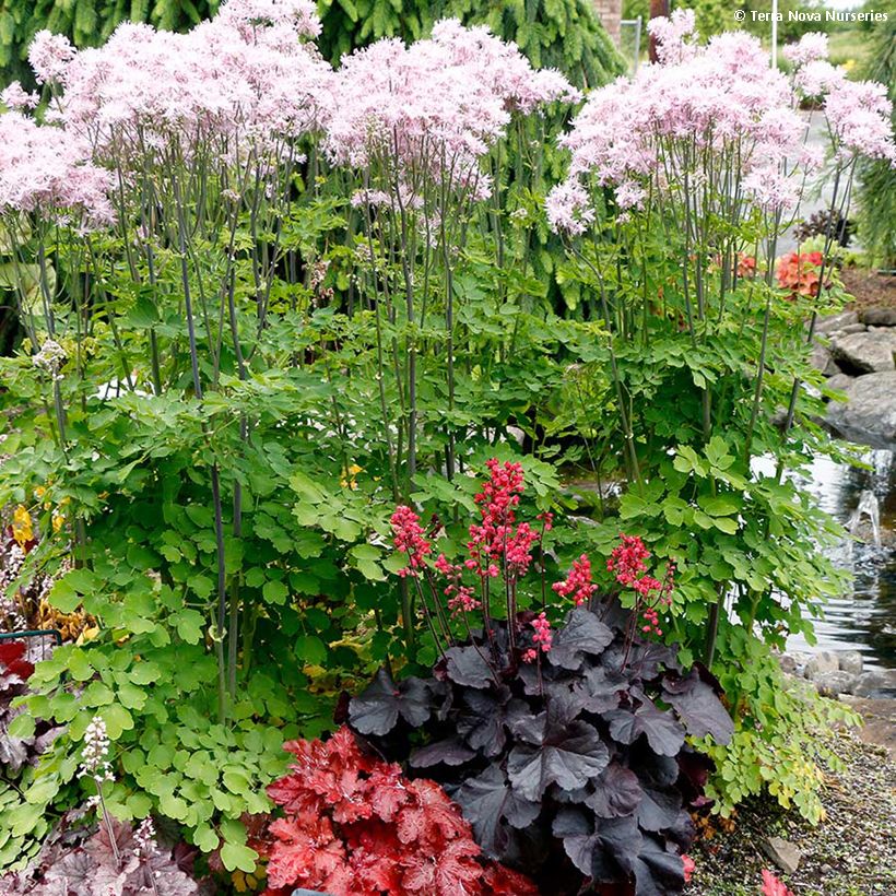 Heuchera Black Forest Cake (Hábito)