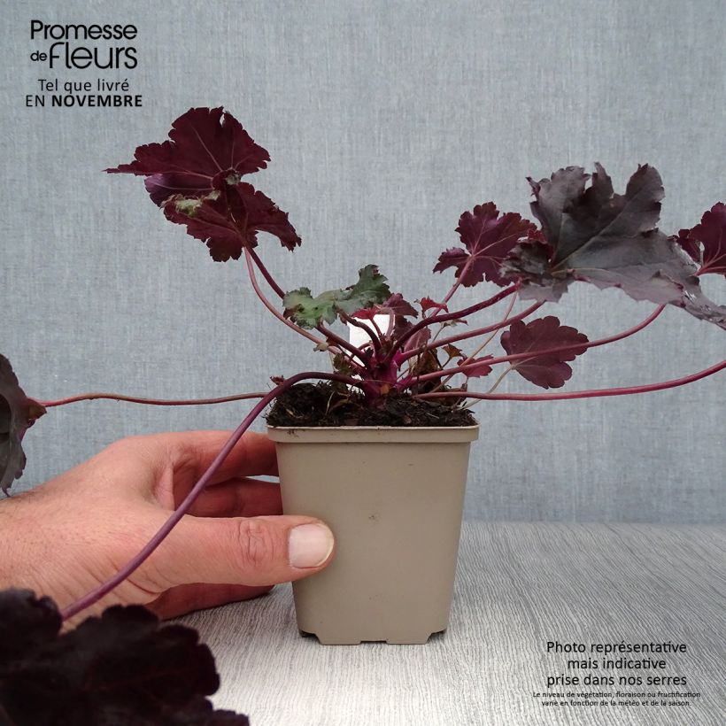 Amostra de Heuchera Black Pearl Vaso de 8/9 cm tal como entregue no outono
