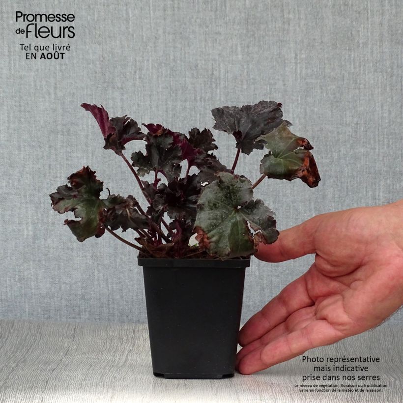 Amostra de Heuchera Black Pearl Vaso de 8/9 cm tal como entregue no verão