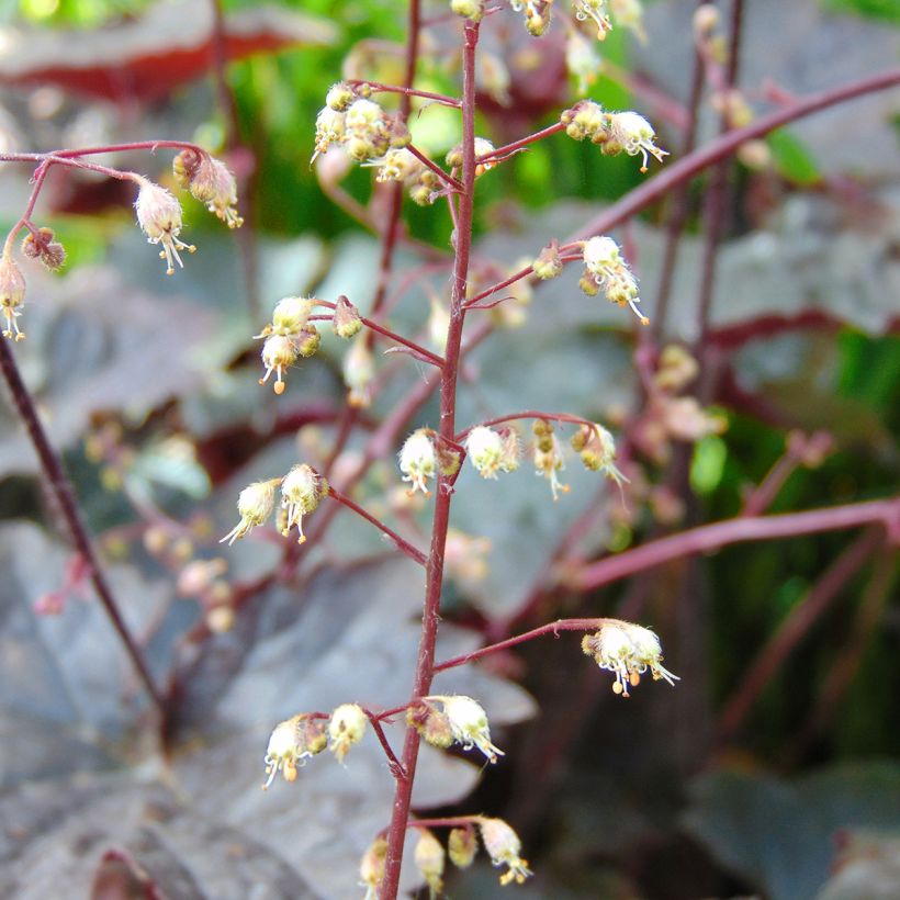 Heuchera Blackout (Floração)