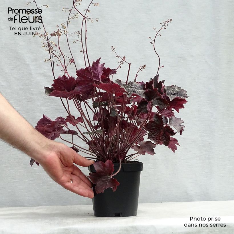 Amostra de Heuchera Blackout Vaso de 2 L/3 L tal como entregue no verão