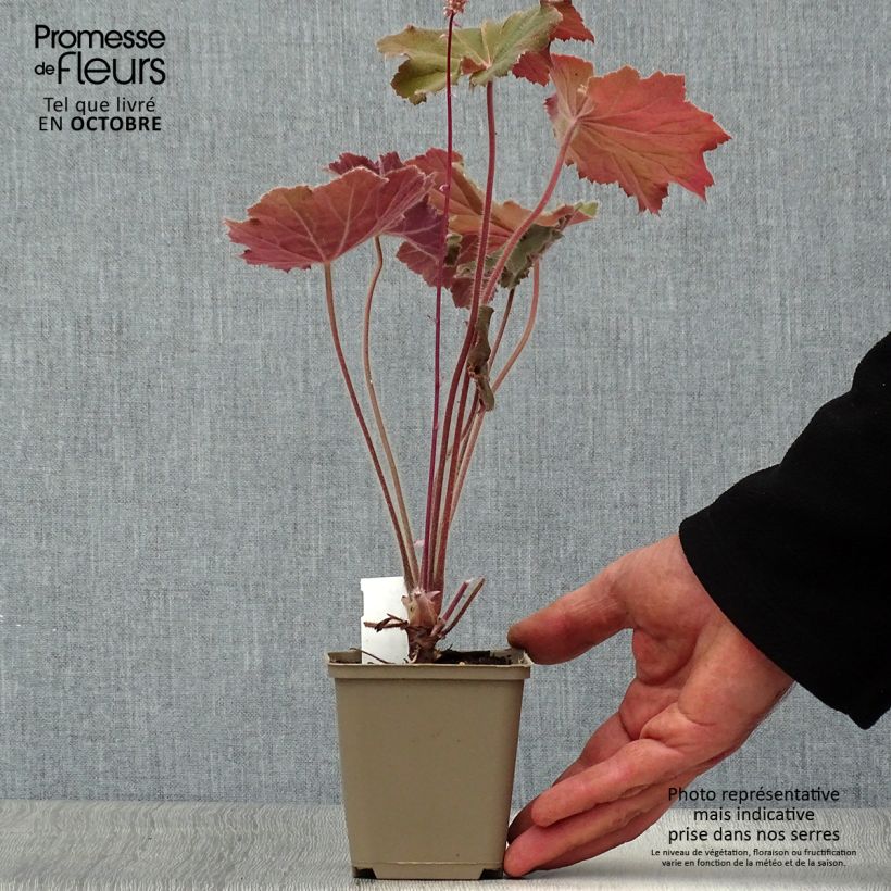 Amostra de Heuchera villosa Bronze Beauty Vaso de 8/9 cm tal como entregue no outono