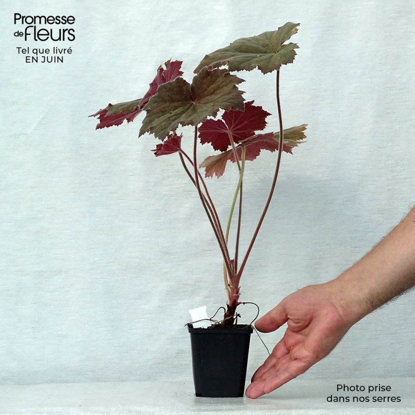 Amostra de Heuchera villosa Bronze Beauty Vaso de 8/9 cm tal como entregue no verão