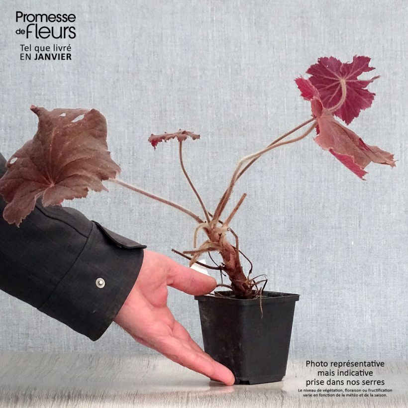 Amostra de Heuchère - Heuchera Bronze Beauty Vaso de 8/9 cm tal como entregue no inverno