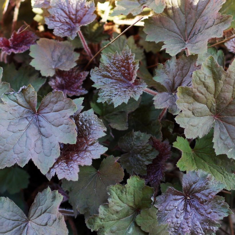 Heuchera Brownies (Folhagem)