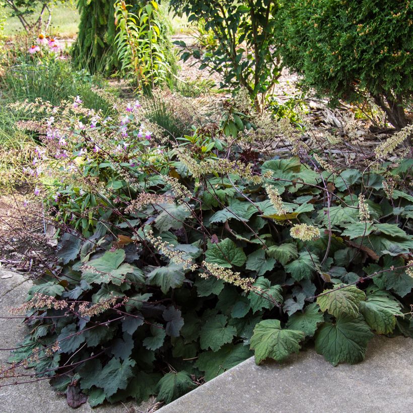 Heuchera Brownies (Hábito)