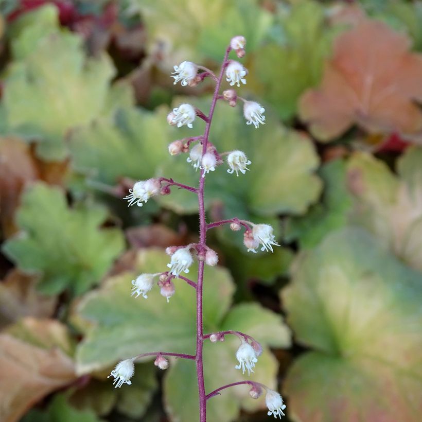 Heuchera Caramel (Floração)