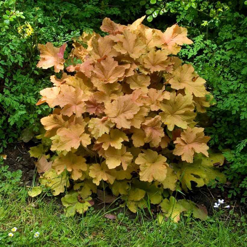 Heuchera Caramel (Hábito)