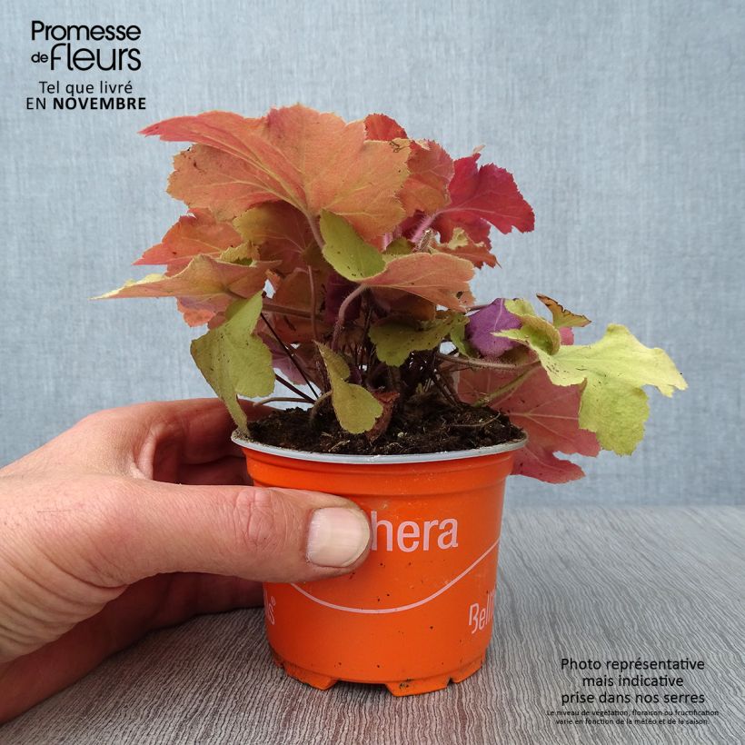 Amostra de Heuchera Caramel Vaso de 8/9 cm tal como entregue no outono