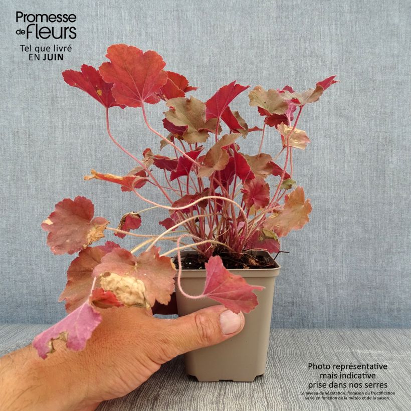 Amostra de Heuchera Caramel Vaso de 8/9 cm tal como entregue no verão