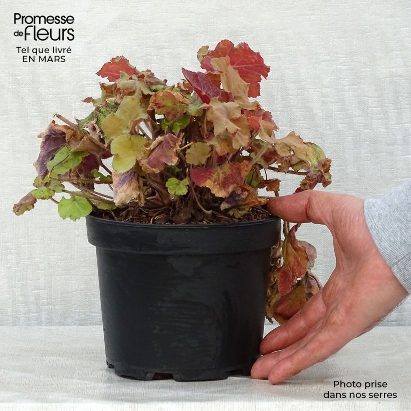 Amostra de Heuchera Caramel Vaso de 2 L/3 L tal como entregue na primavera