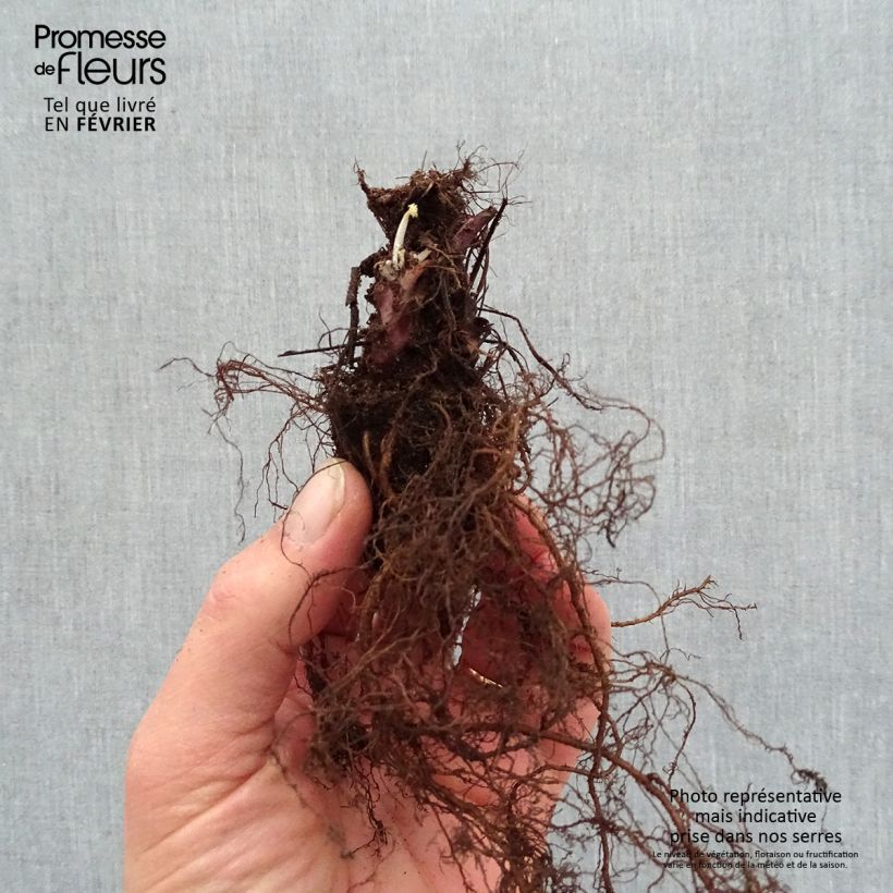 Amostra de Heuchera Caramel Raízes nuas tal como entregue no inverno