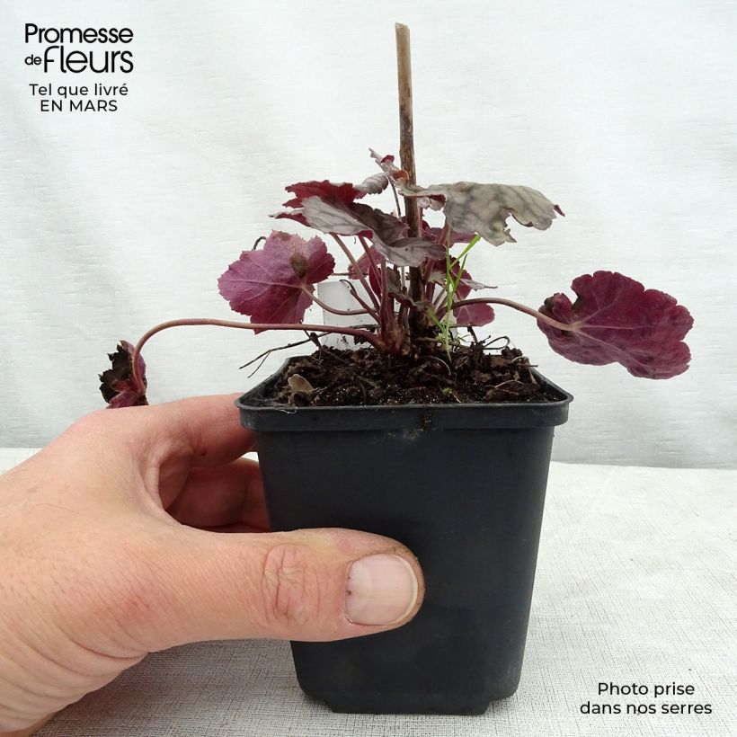 Amostra de Heuchera Cascade Dawn Vaso de 8/9 cm tal como entregue na primavera