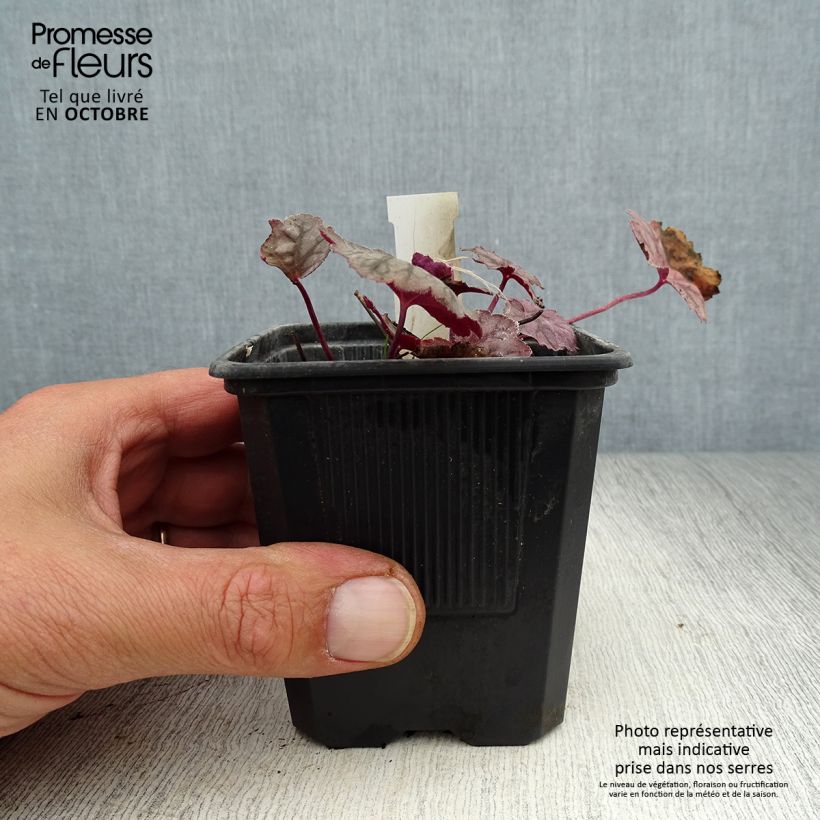 Amostra de Heuchera Cascade Dawn Vaso de 8/9 cm tal como entregue no outono