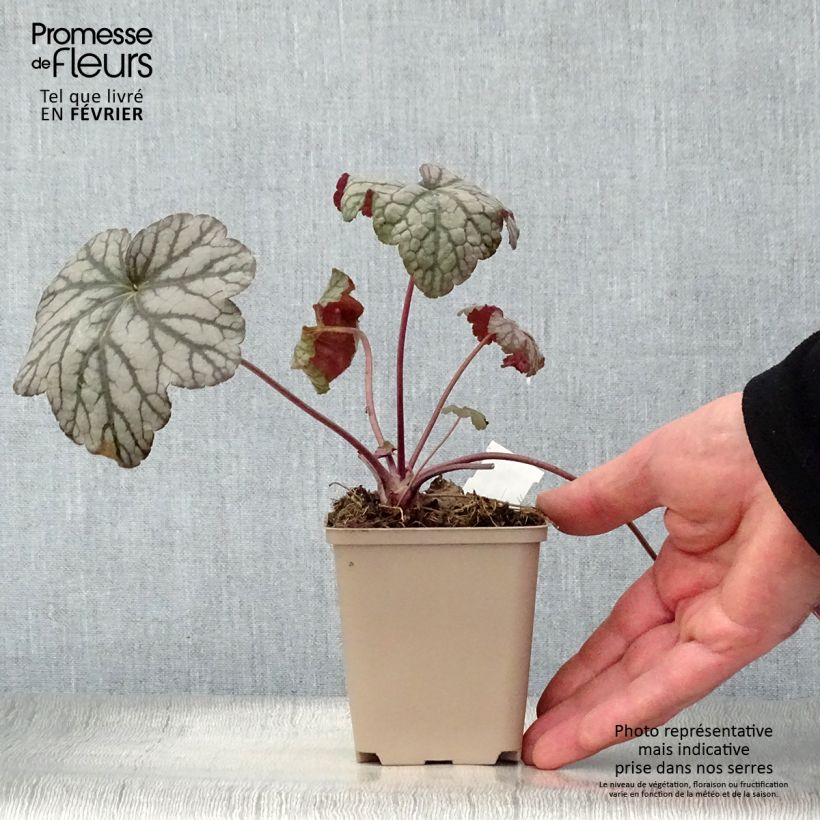 Amostra de Heuchère - Heuchera Cascade Dawn Vaso de 8/9 cm tal como entregue no inverno