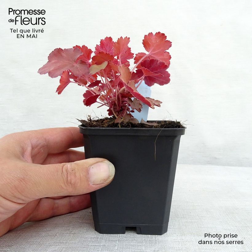 Amostra de Heuchera Cherry Cola Vaso de 8/9 cm tal como entregue na primavera