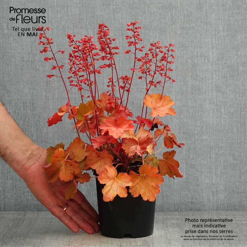Amostra de Heuchera Cherry Cola Vaso de 1,5 L/2 L tal como entregue na primavera
