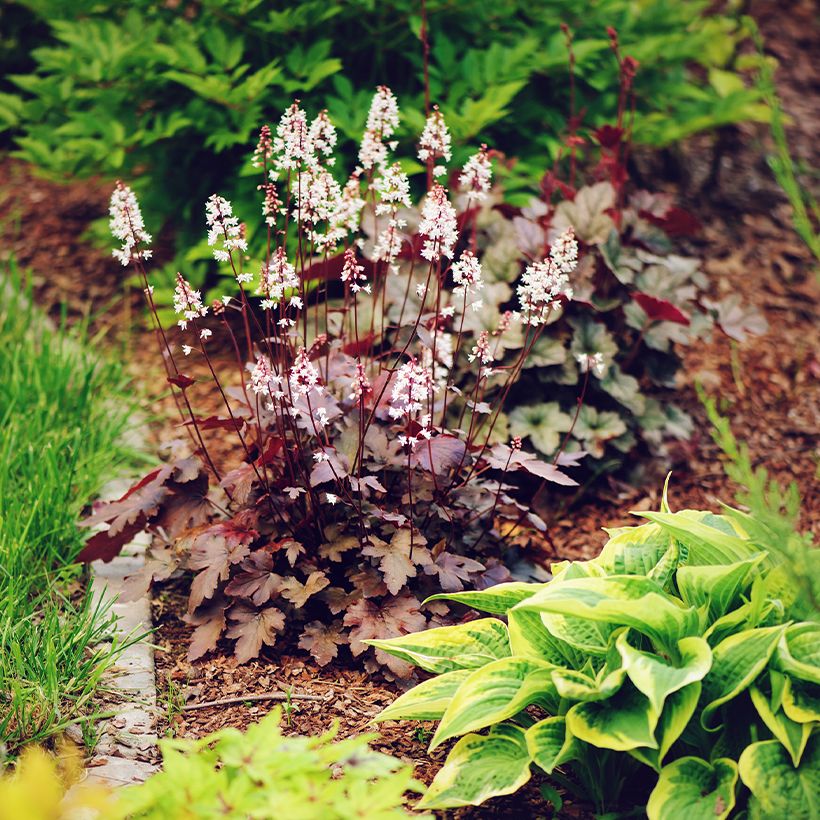 Heuchera Chocolate Ruffle (Hábito)