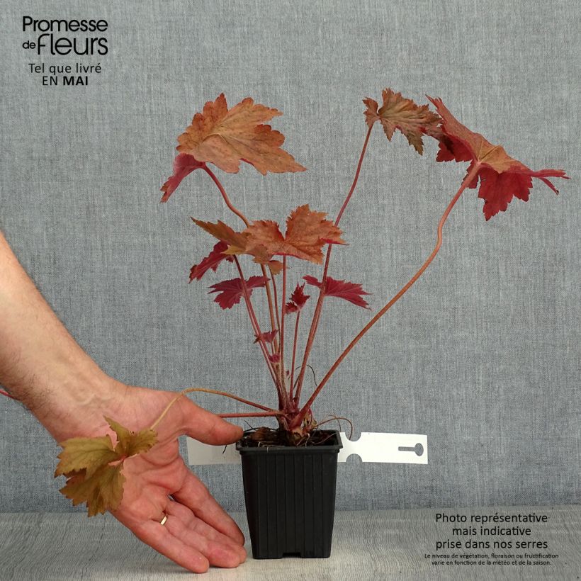 Amostra de Heuchera Copper Dinosaur Vaso de 8/9 cm tal como entregue na primavera