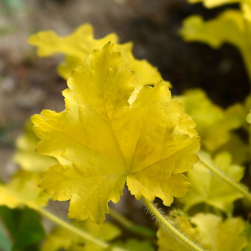 Heuchera Electric Lime (Folhagem)