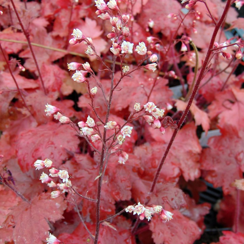 Heuchera Fire Chief (Floração)