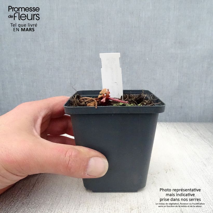 Amostra de Heuchera Fire Chief Vaso de 8/9 cm tal como entregue na primavera