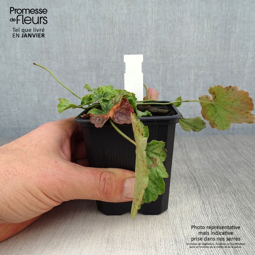 Amostra de Heuchère - Heuchera Flower Power Vaso de 8/9 cm tal como entregue no inverno