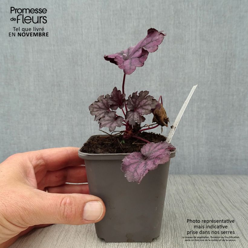 Amostra de Heuchera Forever Purple Vaso de 8/9 cm tal como entregue no outono