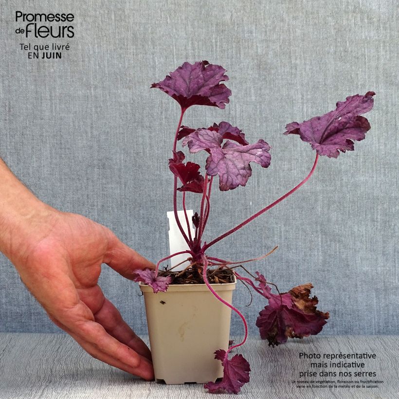 Amostra de Heuchera Forever Purple Vaso de 8/9 cm tal como entregue no verão