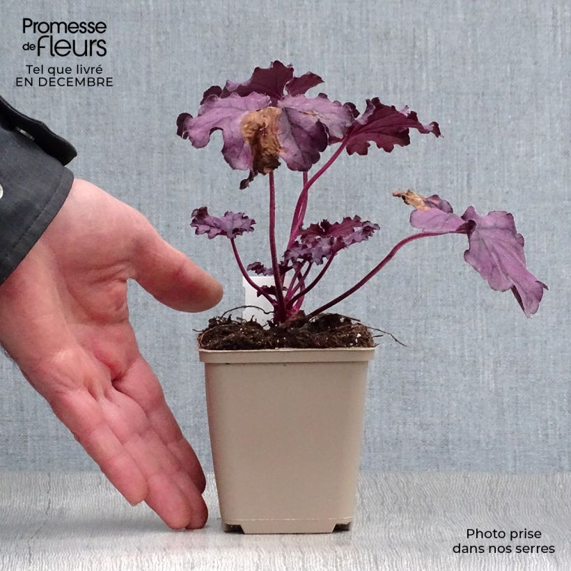 Amostra de Heuchera Forever Purple Vaso de 8/9 cm tal como entregue no inverno