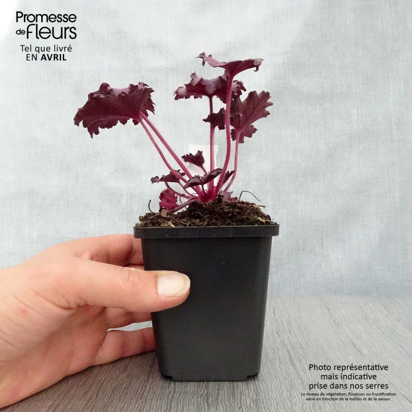 Amostra de Heuchera Forever Purple Vaso de 8/9 cm tal como entregue na primavera