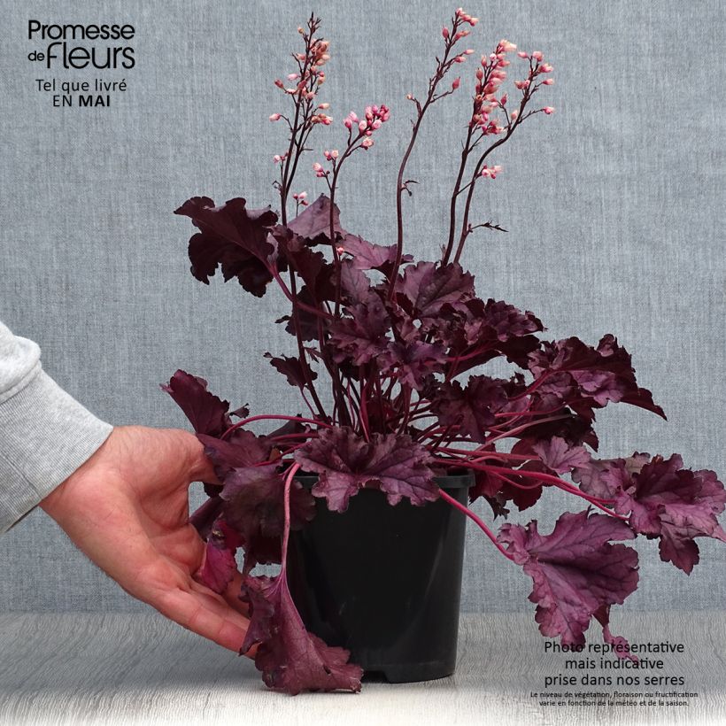Amostra de Heuchera Forever Purple Vaso de 1,5 L/2 L tal como entregue na primavera